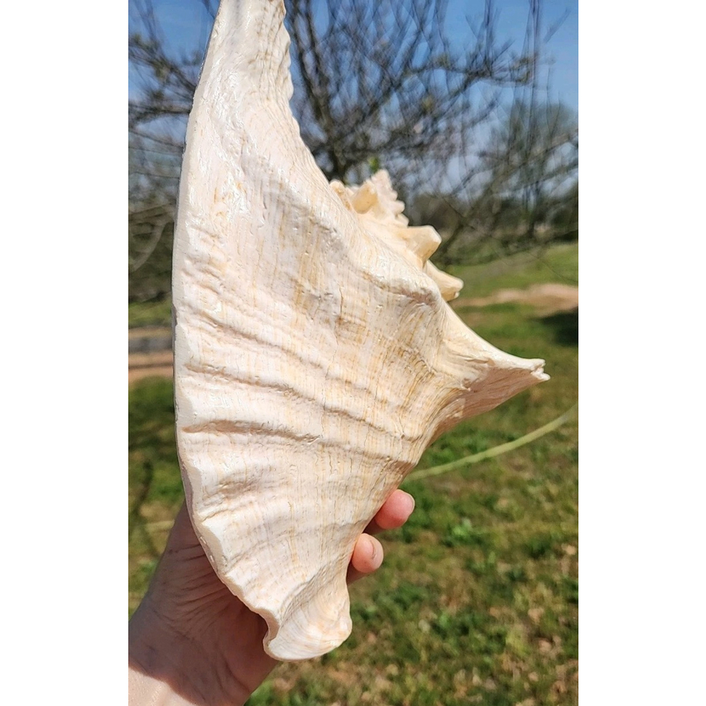 Vintage Queen Stromb Conch Shell Nautical Art Pink Natural - Picture 5 of 12